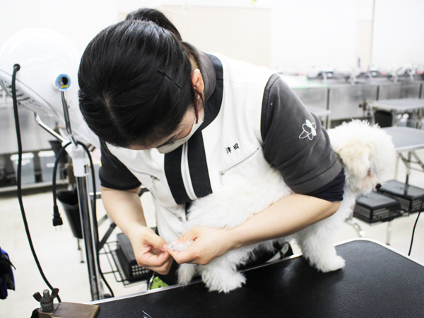 夜間部2年生、子犬のお世話♪